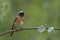 Common Redstart, male