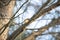 Common Redstart perches on a branch of a majestic pine tree, small bird