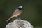 Common redstart, Phoenicurus phoenicurus