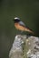 Common redstart, Phoenicurus phoenicurus