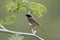 Common redstart, Phoenicurus phoenicurus