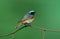 Common redstart, Phoenicurus phoenicurus