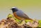 Common Redstart - Phoenicurus phoenicurus on a log.