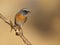 Common Redstart - Rabirruivo-de-testa-branca - Phoenicurus phoenicurus