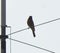 Common redstart on a wire silhouette