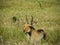 Common Reed buck grazing in the afternoon