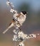 Common Reed Bunting - Emberiza schoenichus perched on a blackthorn twig.