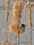 Common reed bunting feeding on a fluffy bullrush flower