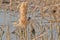 Common reed bunting feeding on a fluffy bullrush flower