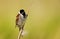 Common reed bunting perched on a reed