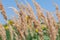 Common reed, dry reed against blue sky, phragmites. Close-up