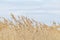 Common reed, Dry reeds, blue sky, Phragmites australis