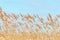 Common reed, Dry reeds, blue sky, Phragmites australis