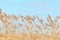 Common reed, Dry reeds, blue sky, Phragmites australis