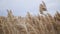 Common reed grass panicles swaying in the wind.