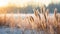 Common reed grass, Phragmites australis, in winter landscape. Frozen seed heads against bright sunlight