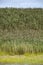 Common reed (Phragmites australis)