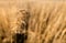 Common reed Phragmites australis as background or texture