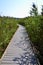 Common Reed (Phragmites australis) casting shadows along boardwalk at Presqu\\\'ile