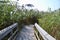 Common Reed (Phragmites australis) casting shadows on Marsh Boardwalk Trail at Presqu\\\'ile