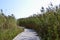 Common Reed (Phragmites australis) growing along boardwalk at Presqu\\\'ile