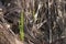 Common reed Phragmites australis new growth