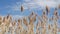 Common reed Phragmites australis over a blue sky summer day