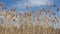 Common reed Phragmites australis over a blue sky summer day