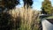 Common reed Phragmites australis over a blue sky summer day waving in the wind footage no audio