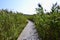 Common Reed (Phragmites australis) surrounding marsh boardwalk at Presqu\\\'ile