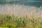 Common Reed, Phragmites Australis, a tall perennial grass.