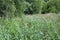 Common Reed Phragmites communis River Waveney, Suffolk, UK