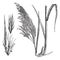 Common reed Phragmites communis, vintage engraving