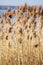 Common Reed (Phragmites) in the Pogoria III lake, Poland.