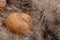 Common reed phragmites snail shell on  background. Dried flowers for decoration.