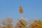 Common reed plume on a sunny day on a blue sky background