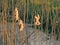 Common reed plumes backlit by the sun