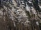 Common Reed seed head, Phragmites australis