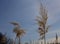 Common reed, southern reed, reed. Phragmites australis