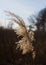 Common reed, southern reed, reed. Phragmites australis