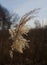 Common reed, southern reed, reed. Phragmites australis
