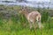 Common Reedbuck