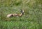 A Common Reedbuck male is laying in the savannah grass of the Bwabwata Nationalpark at Namibia