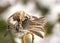 Common Repoll, preening.