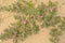 common restharrow flowers in the dunes