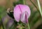 Common restharrow ononis repens flower