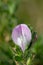 Common restharrow ononis repens flower