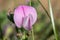 Common restharrow ononis repens flower