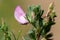 Common restharrow ononis repens flower