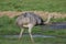 Common Rhea - Rhea americana